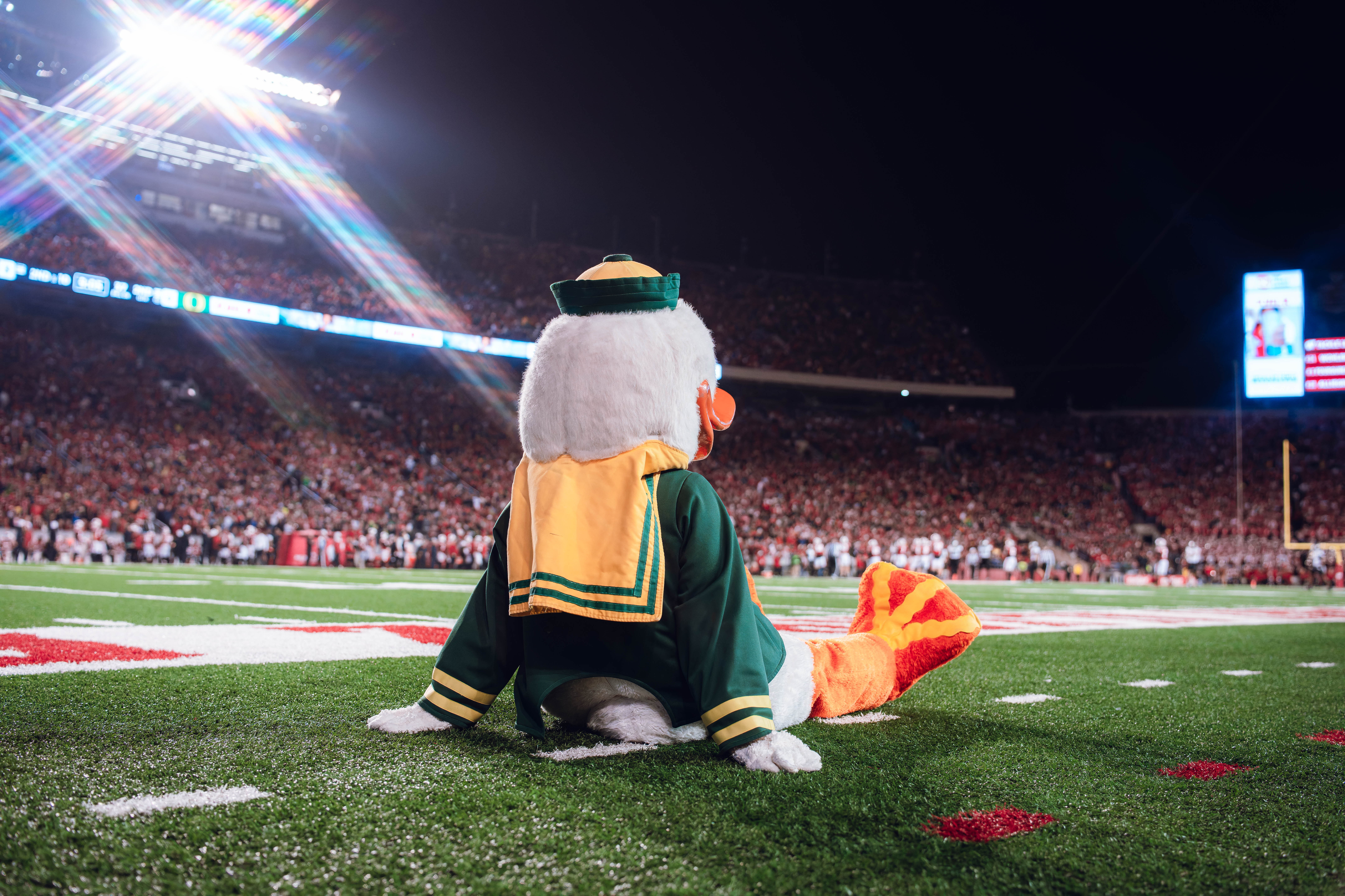 The Oregon Duck takes in the views at Camp Randall Stadium against the Wisconsin Badgers on November 16, 2024 in Madison, Wisconsin. Photography by Ross Harried for Second Crop Sports.