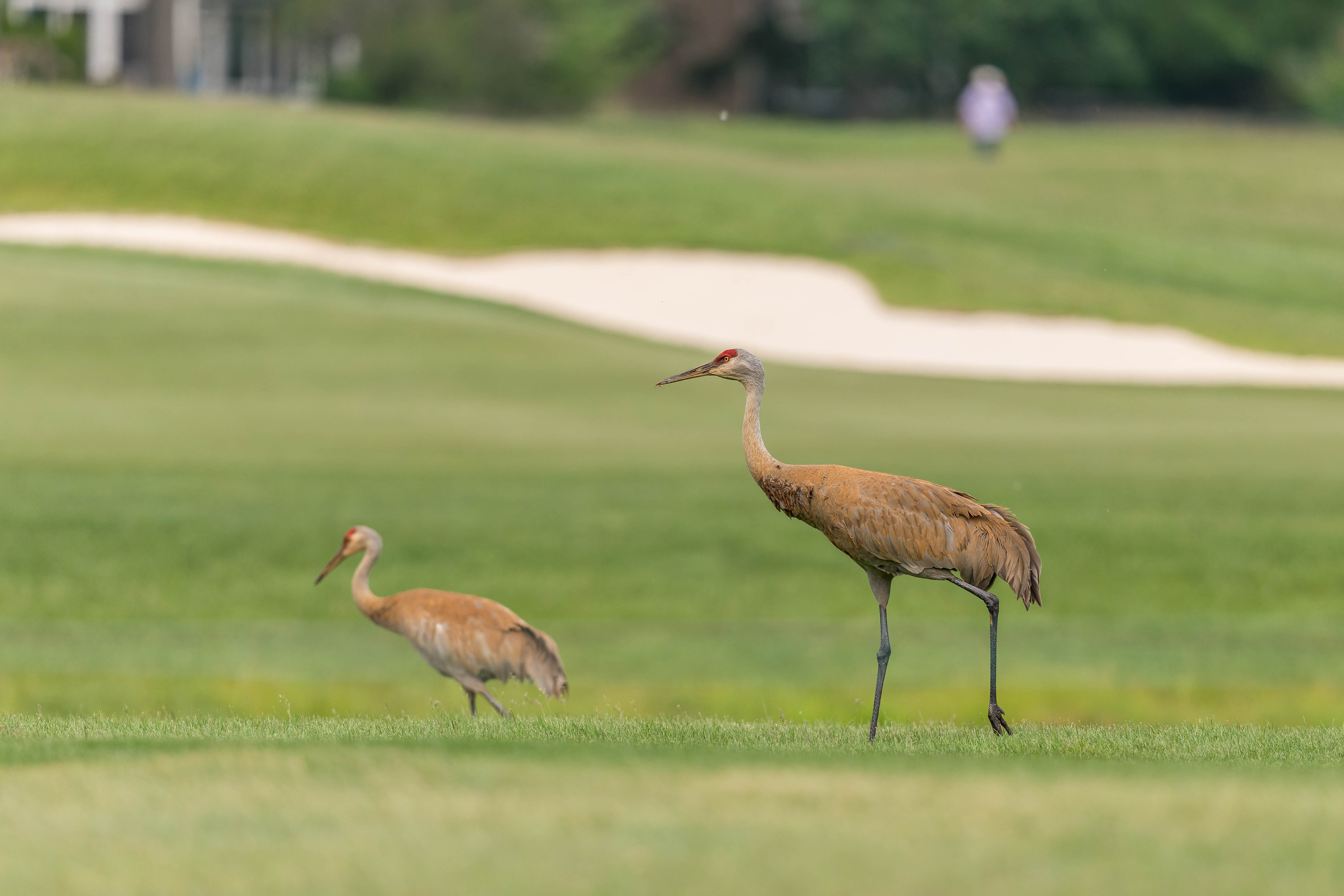 A pair of Sandhill Cranes cross the fairway of hole 3 during round 1 of The American Family Insurance Championship at TPC Wisconsin in Madison, Wisconsin on June 6th, 2025. Photography by Ross Harried for Second Crop Sports.