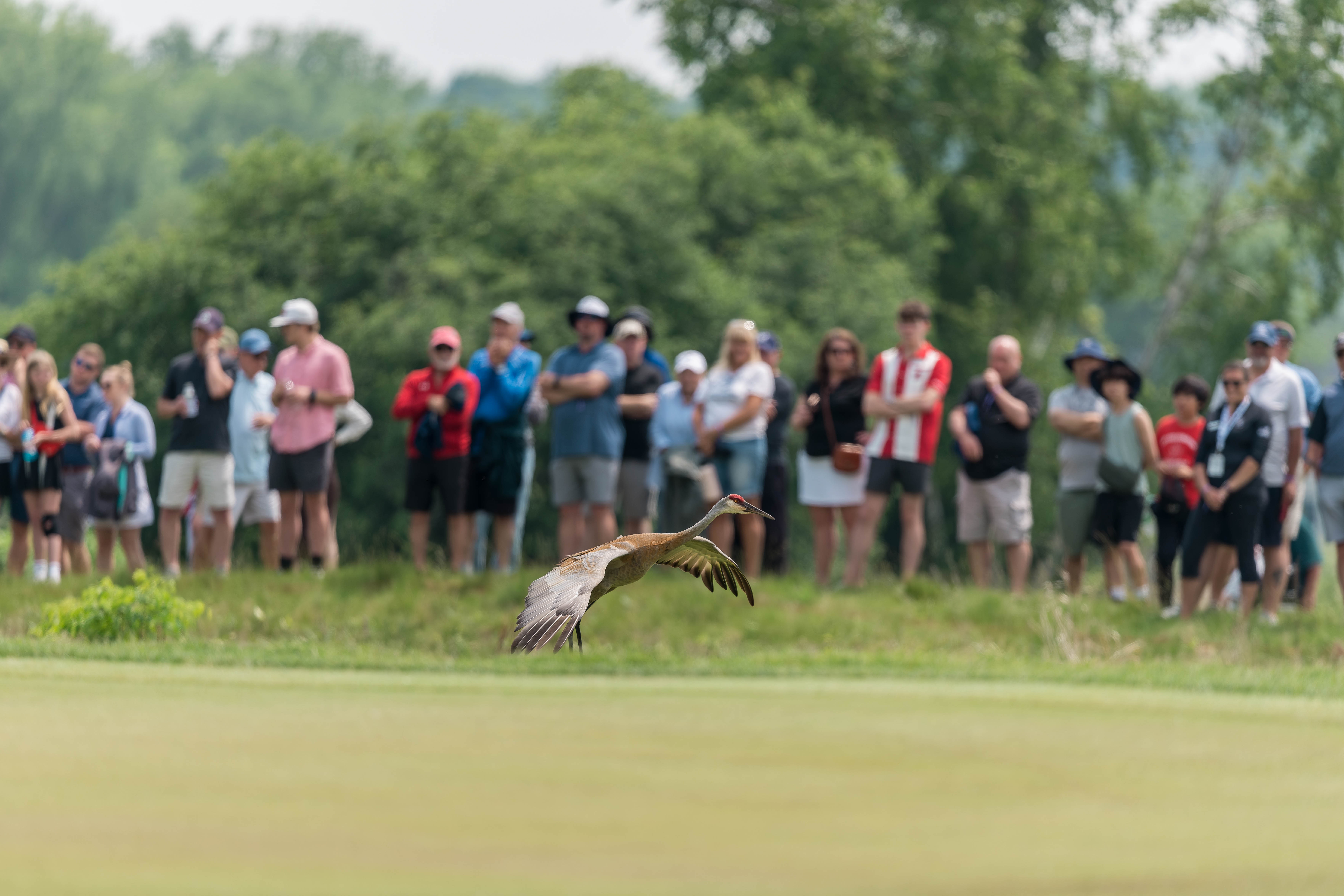 A sandhill crane flies low over the fairway of hole 6 during round 3 of The American Family Insurance Championship at TPC Wisconsin in Madison, Wisconsin on June 8th, 2025. Photography by Ross Harried for Second Crop Sports.