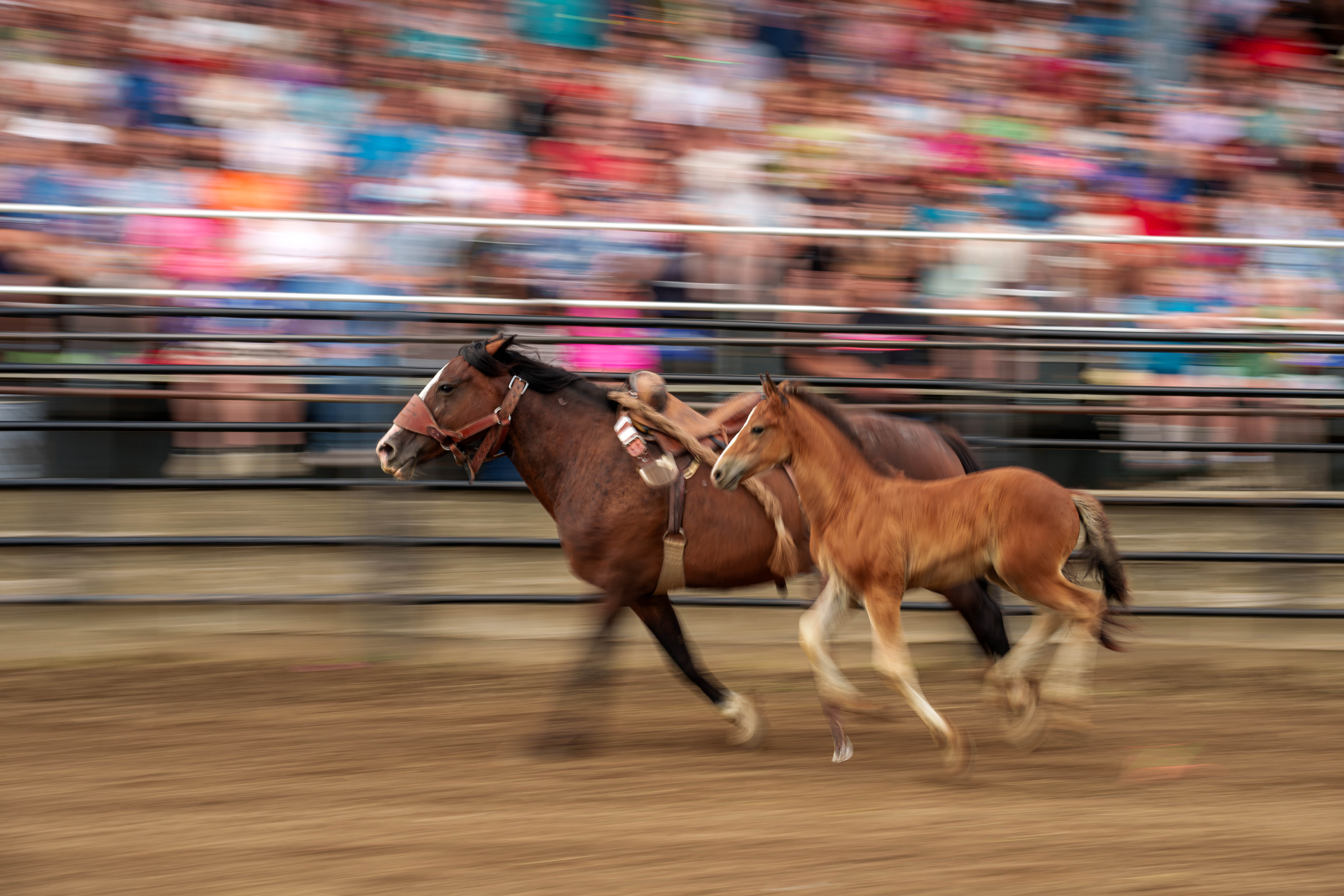 Bucking Bulls full rodeo at the Green County Fair in Monroe, Wisconsin on July 16th, 2025. Photography by Ross Harried for Second Crop Sports.
