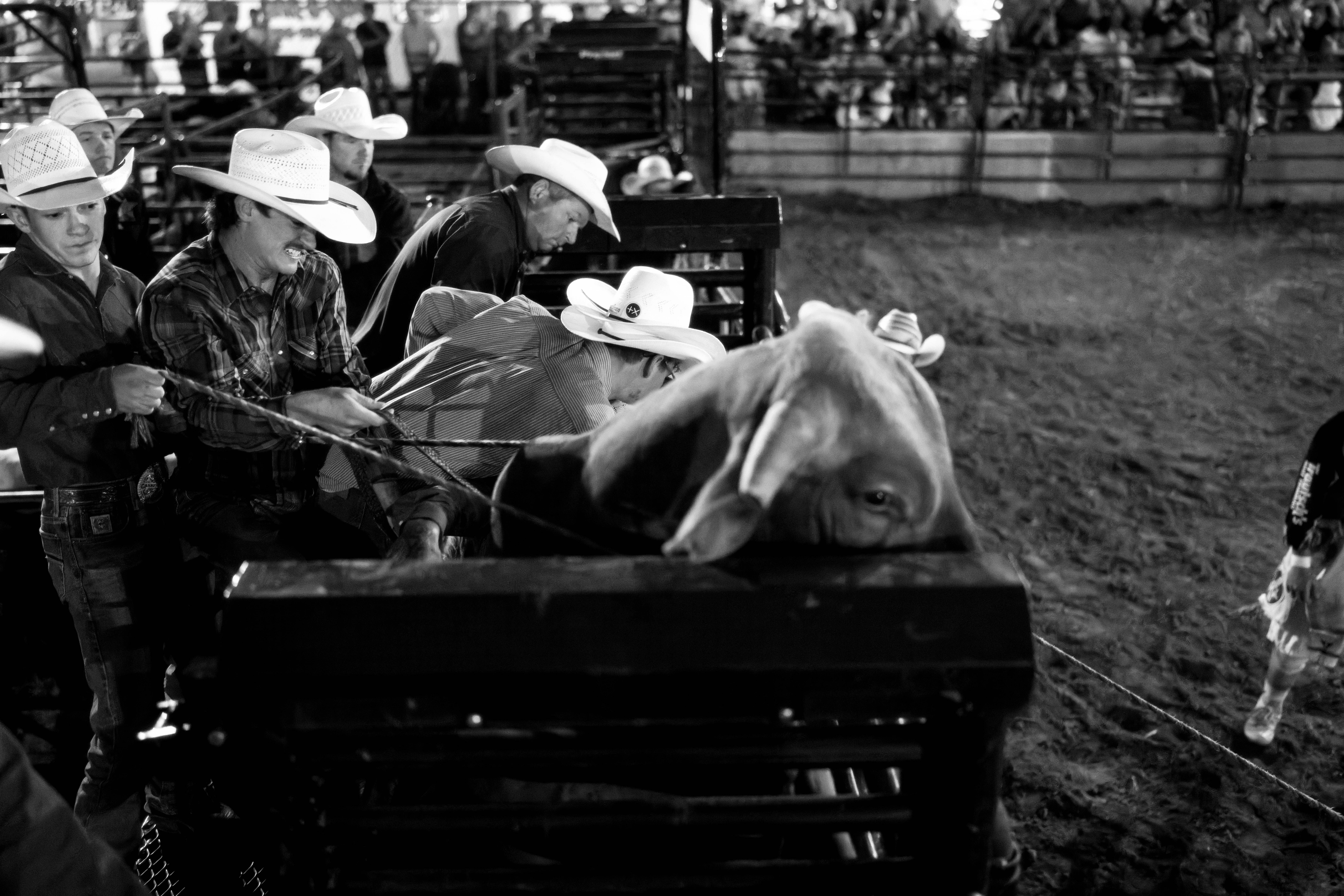 Bucking Bulls full rodeo at the Green County Fair in Monroe, Wisconsin on July 16th, 2025. Photography by Ross Harried for Second Crop Sports.